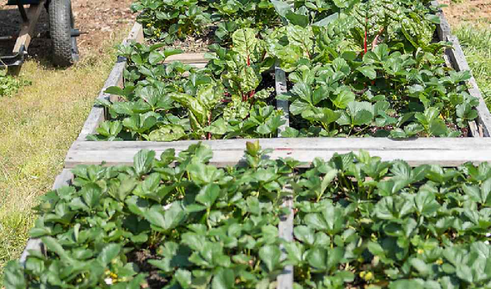 Plants on Campus Garden
