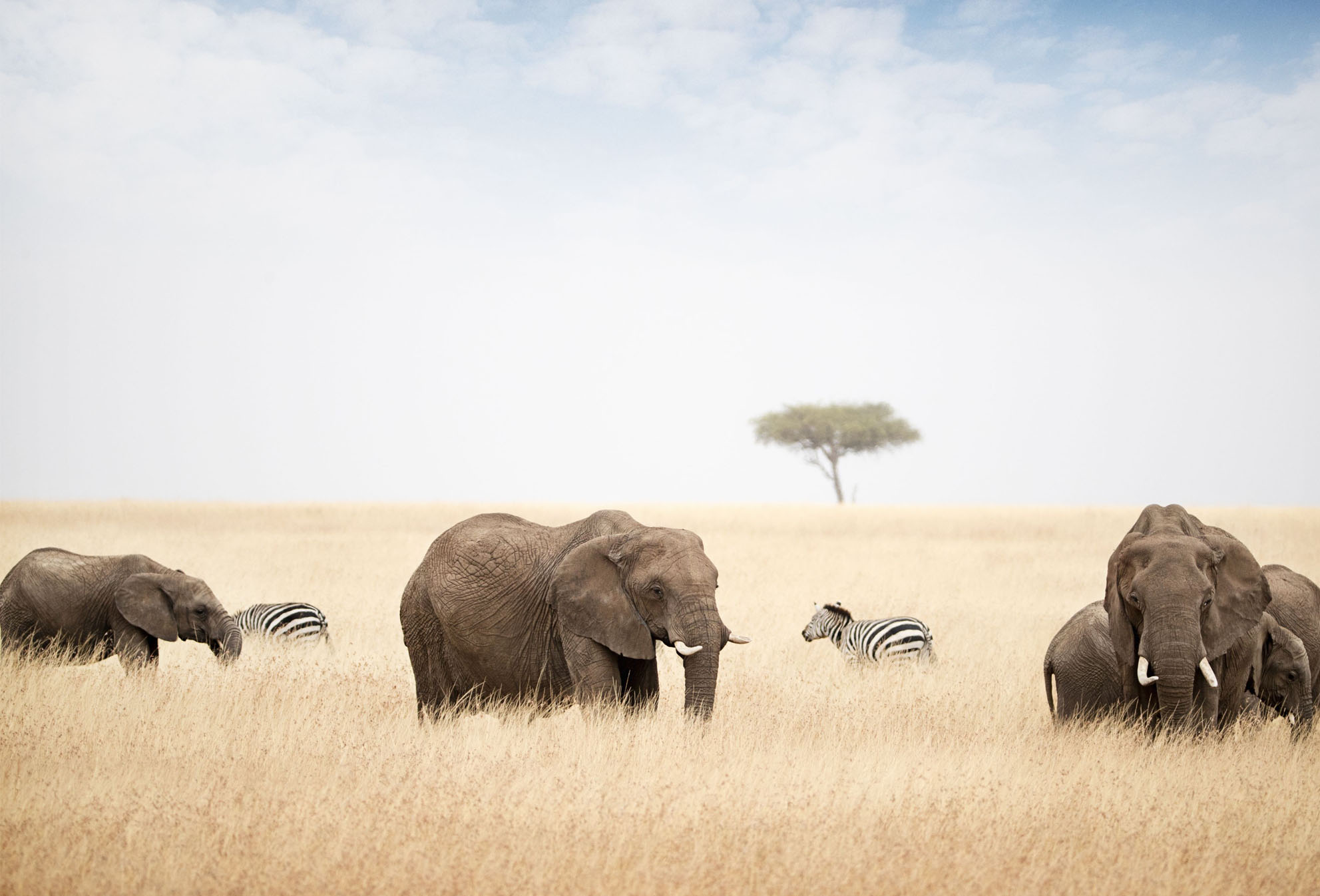 Elephants in the dessert